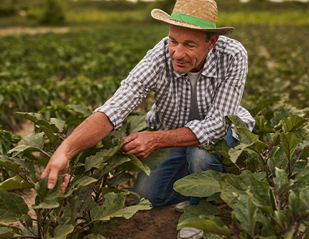 Card_subsidio_agropecuario Subsidios
